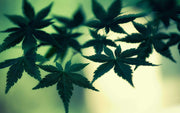 CBN in a Nutshell: The Power of Cannabinol