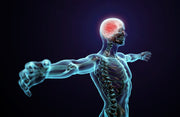 The Science Behind CB1 and CB2 Receptors in the Body