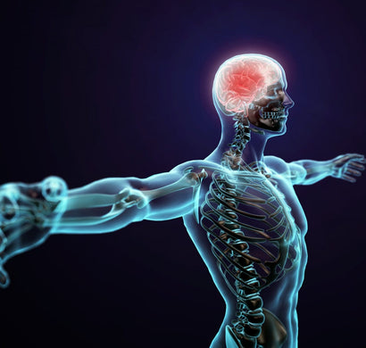 The Science Behind CB1 and CB2 Receptors in the Body