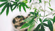 Benefits of Using Hemp-Derived Cannabinoids