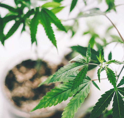 Benefits of Using Hemp-Derived Cannabinoids